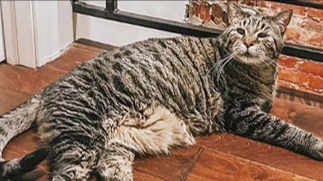 Мохнатые Великаны смотреть онлайн