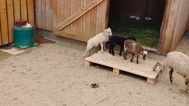 Третий ягненок появился на свет у карликовых овец породы уэссан в Московском зоопарке смотреть онлайн