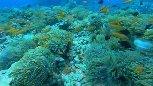 Life beneath the surface |Maldives| Baa Atoll смотреть онлайн