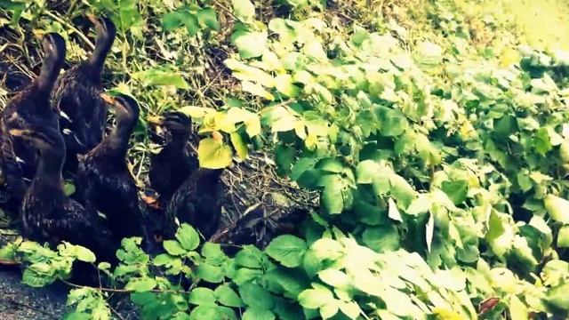 Duck calling. Дикие утки идут на манок. Как манить уток. смотреть онлайн