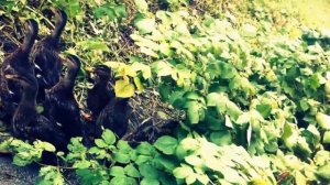 Duck calling. Дикие утки идут на манок. Как манить уток.