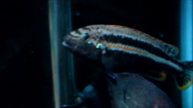 Melanochromis Auratus: Amazing Fish смотреть онлайн