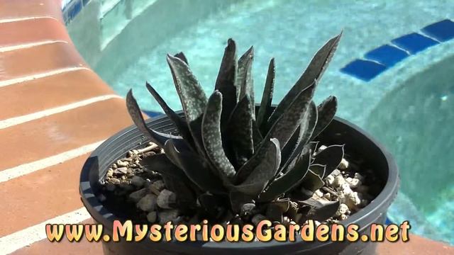 GASTERIA X PERSIAN SLIPPER | Mysterious Gardens | G00003 смотреть онлайн