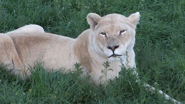 Что за лев такой, хвост трубой?!) Красотки львицы! смотреть онлайн