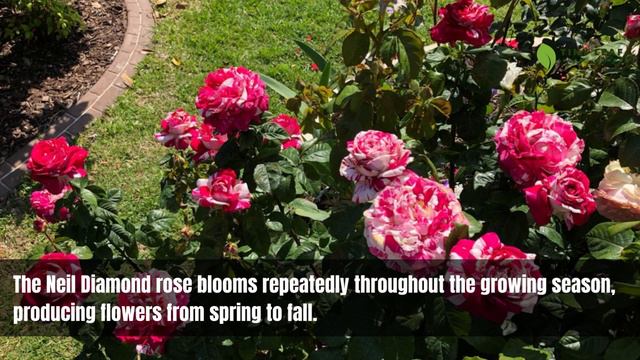 Neil Diamond Rose | Rosa Neil Diamond | Hybrid Tea Rose