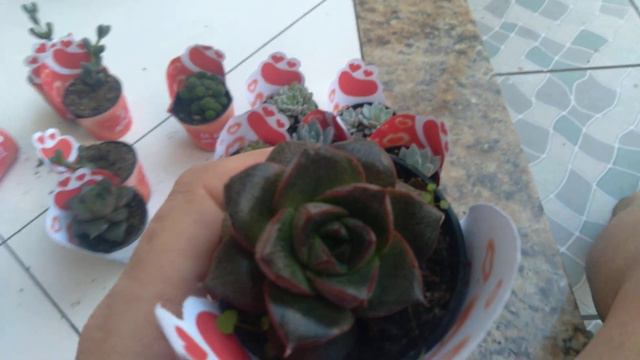 Video de comprinhas de suculentas à 1,99 no mercado, echeveria dionizio e Beatrize,tds lindinhas! 🤩 смотреть онлайн