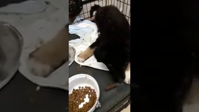 Приют Кожухово смотреть онлайн