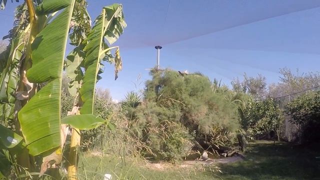 Мы в частном зоопарке Маленький венценосный журавль и другие птички смотреть онлайн