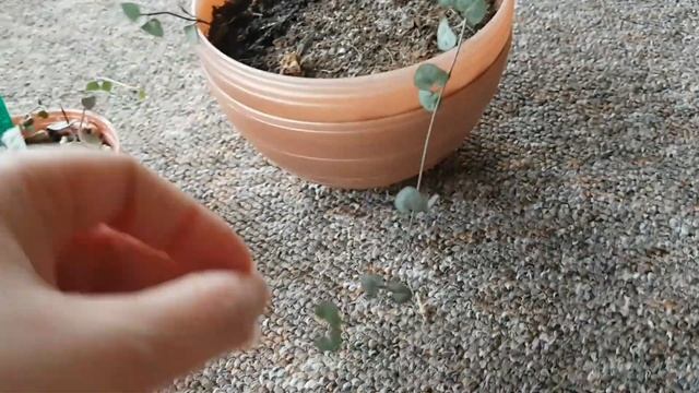Медленно растущие растения? смотреть онлайн
