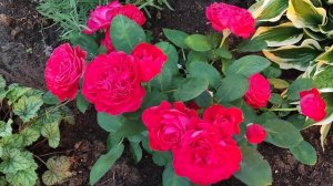 РОЗА СУВЕНИР ДЭДУАР МОБЭ, Souvenir d'Edouard Maubert (D.Massad,2009)