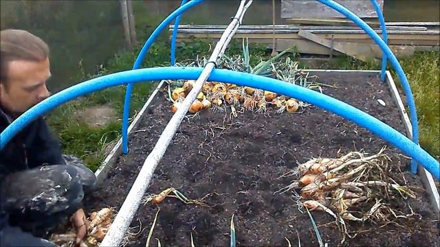 Allotment & Garden Update 1/ 8/ 18 Onions & Garlic Harvest