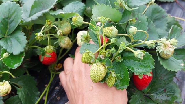 Кабрилло. Просто Кабрилло... смотреть онлайн