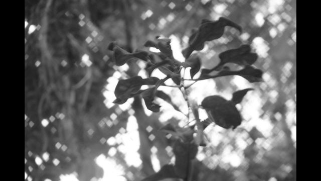 Линька Богомола.