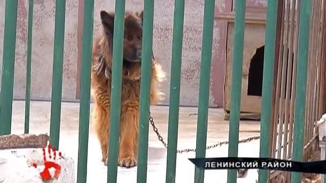 В Челябинске собака покусала мальчика, который шел в школу смотреть онлайн