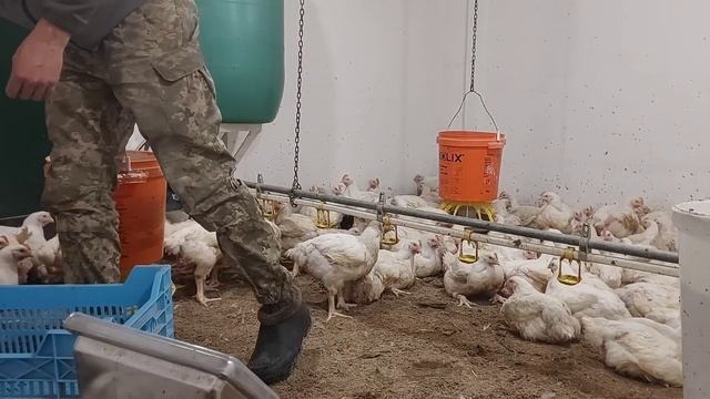 Бройлерам 42 дня Вага моїх і Коляна❗️Зважування?Патрона та? Муртура.Подарунок від сімї Бондаренків смотреть онлайн