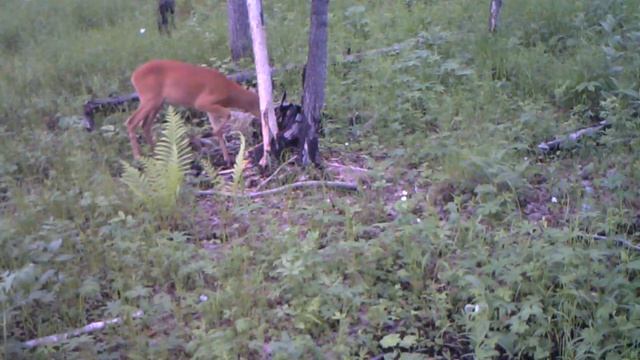 Самец косули на солонце смотреть онлайн