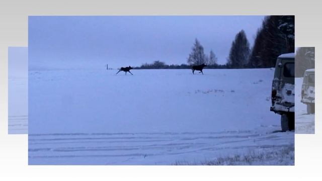 Охота на лося 2018 Селькин пруд смотреть онлайн