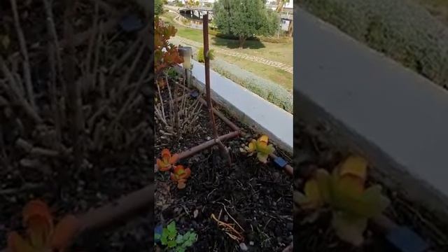 РОСТКИ ВИНОГРАДА ЗА 1МЕСЯЦ.вырастить виноград в доме.1-ДЕНЬ ВЕТОЧКА ВИНОГРАДА №1 смотреть онлайн