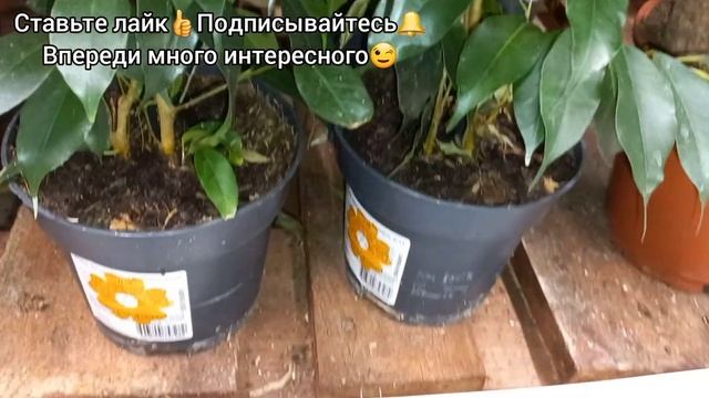 1 часть?Леруа?Яркие БЕГОНИИ?Новые СУККУЛЕНТЫ?Сансевиерии?ФИКУСЫ крупномеры?Сингониумы?Аглаонемы и д смотреть онлайн