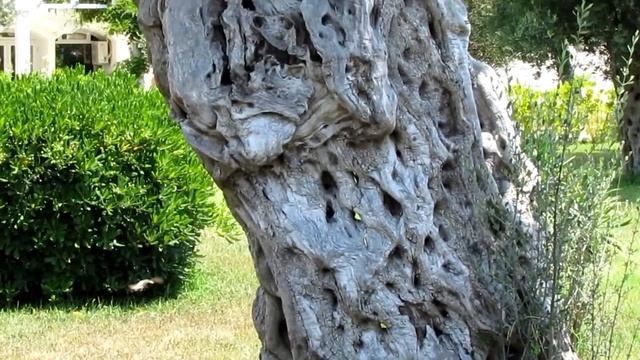 Оливки растут в природе/Olives grow in Montenegro смотреть онлайн