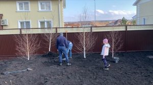 ПОСАДИЛИ 4 БЕРЕЗЫ , Супер метод! Как просто пересадить большое дерево! Без ущерба