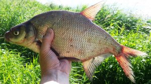 Как приготовить леща. Три рецепта.