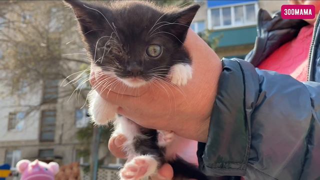 3-х недельные котята рискуют быть выброшенными на улицу во второй раз смотреть онлайн