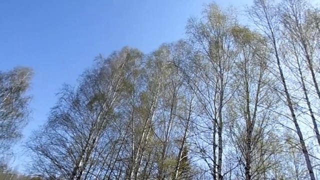 Русская берёза Первые листочки смотреть онлайн