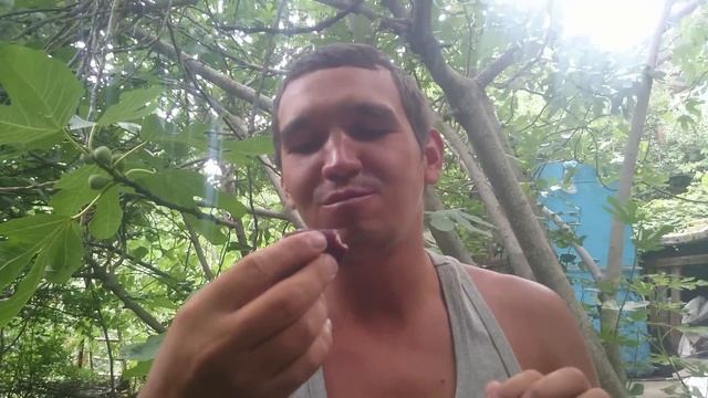 Крым, Гурзуф. Инжир белый, синий и лавровое дерево. смотреть онлайн