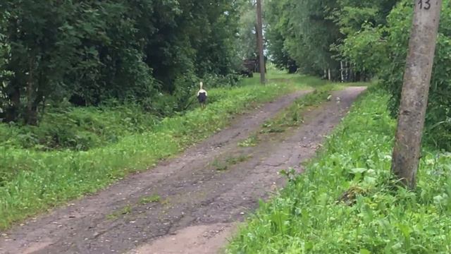 Ашево, аист! смотреть онлайн