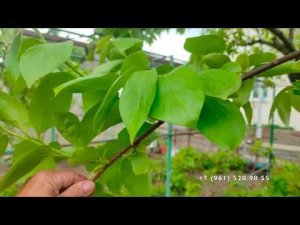 Формировка хурмы.