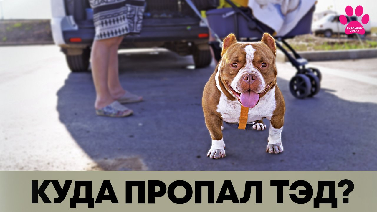 Эти люди забрали нашего Тэда! смотреть онлайн