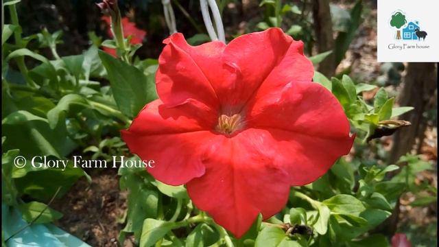 Petunia വളര്ത്തി പരാജയപ്പെട്ടവരാണോ നിങ്ങള് | Petunia Plant Care & Flowering Tips in Malayalam смотреть онлайн