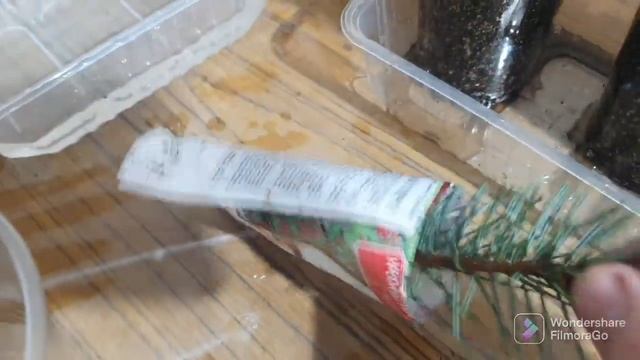 124. Ель Голубая. Черенкую. Ледяной дождь прошел..mp4 смотреть онлайн