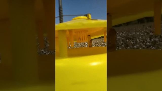 Испытание феромонных ловушек хлопковой совки производства ООО"OSIYOHIMIMPORT" г. Ташкент. смотреть онлайн