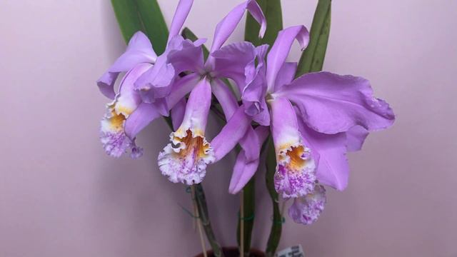 Цветение Cattleya mossiae yellow lip x coerulea Pablo смотреть онлайн