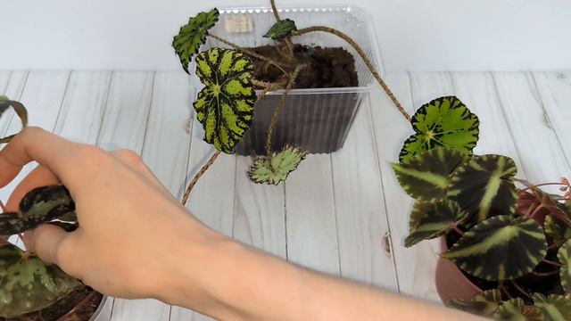 Один из способов выращивания ризомной бегонии😎 смотреть онлайн