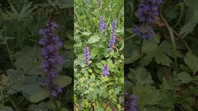 Трава после дождя