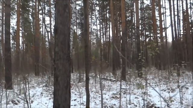 Прогулка по лесу /  СБОР  РЯБИНЫ КРАСНОЙ / GATHERING Red Rowan
