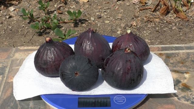 Инжир Русский Богатырь основной урожай смотреть онлайн