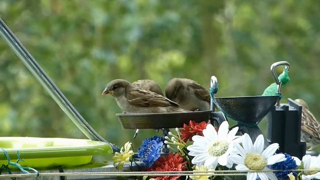 Мои Забавные Друзья !! F-412 - HD смотреть онлайн