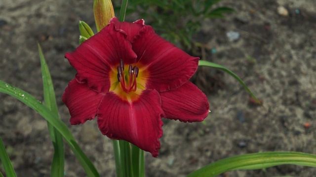 лилейник Jovial смотреть онлайн