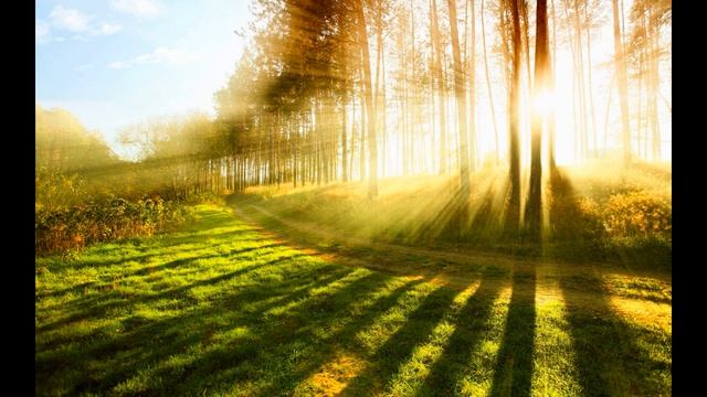 Звуки природы в утреннем лесу ? Пение птиц ? Шум леса ? смотреть онлайн