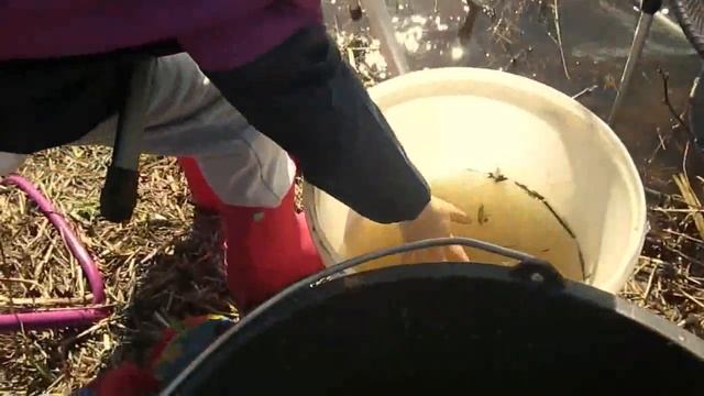 Семейная рыбалка. Тест прикормки Dunaev World Champion смотреть онлайн