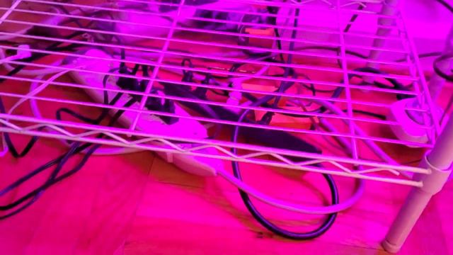 #pinkprincessphilodendron #plantcollection #relocation #alocasia #plantdad #Tramaine #growlight