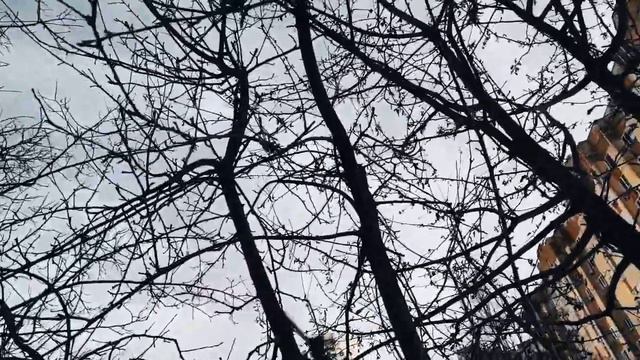 VID 20240312 222348 Всегда или только сейчас (Филип Ларкин)...Павел Васильев Лахтинский смотреть онлайн