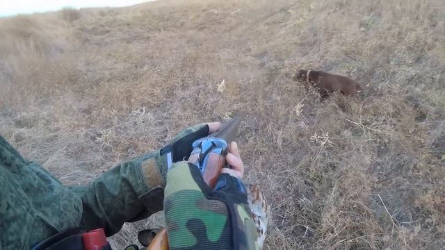 Курцхаар,сонная Лиса и Куропатки.Ещё один охотничий вечер. смотреть онлайн