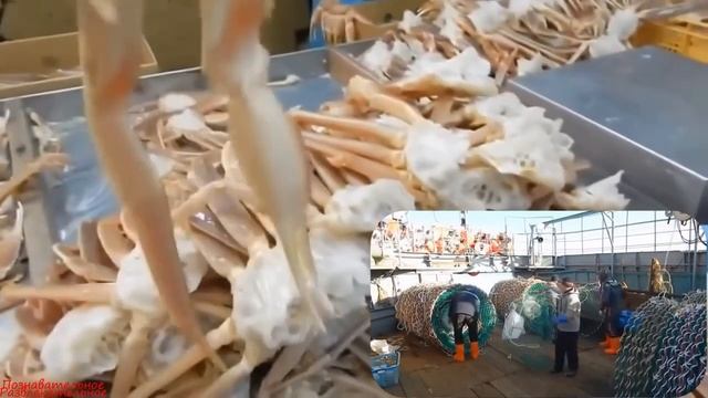 Промышленная ловля краба,как это работает? сколько зарабатывают краболовы? смотреть онлайн