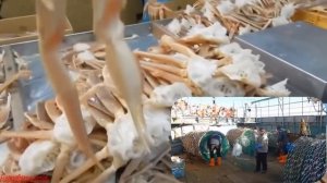 Промышленная ловля краба,как это работает? сколько зарабатывают краболовы?