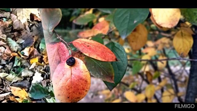 Осенний джаз ??? смотреть онлайн